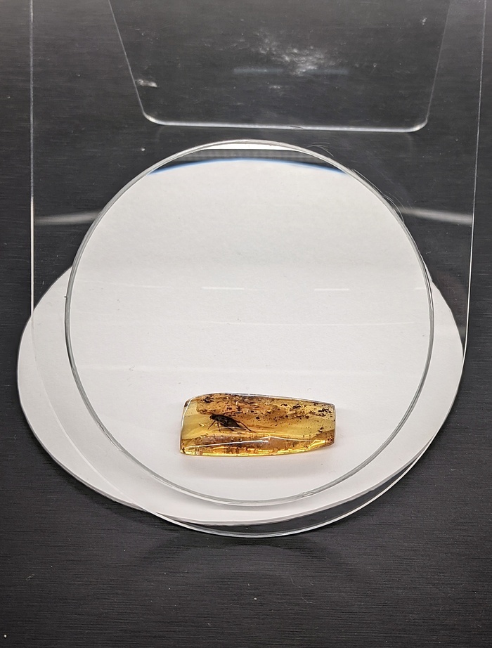 Жучок в янтаре | Пикабу