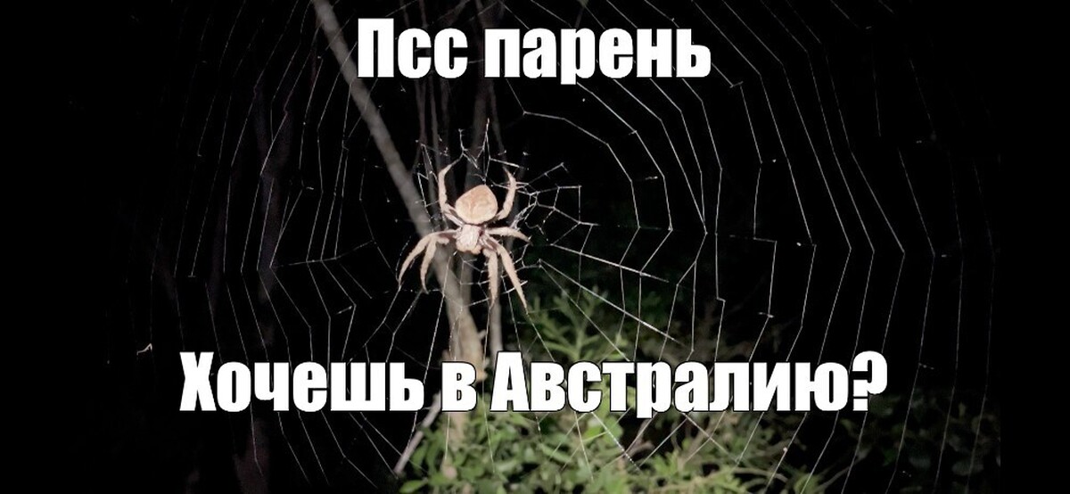 Мем псс. Мем псс