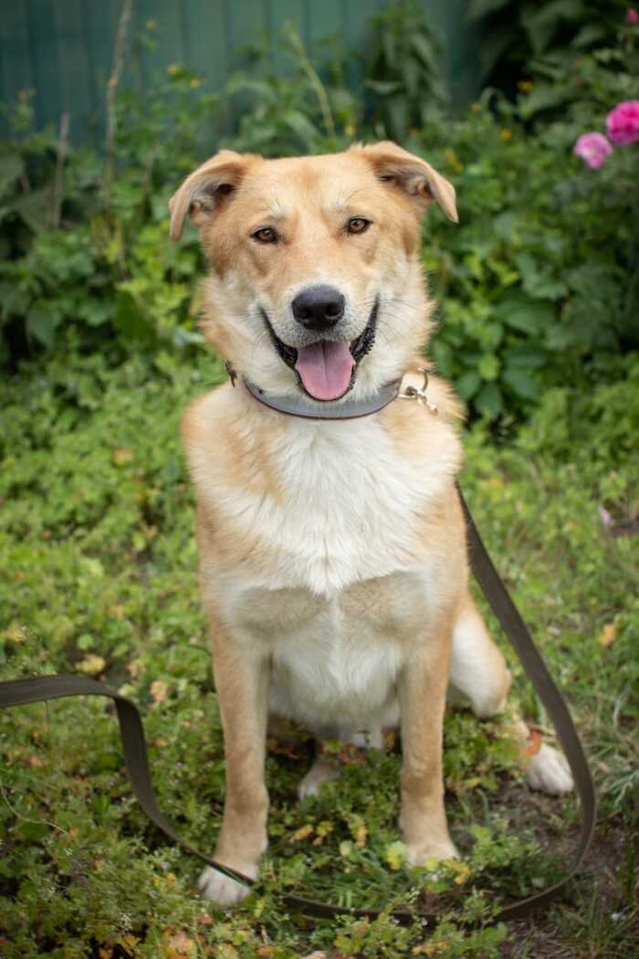 Без рейтинга. Пс в добрые руки. Москва и область