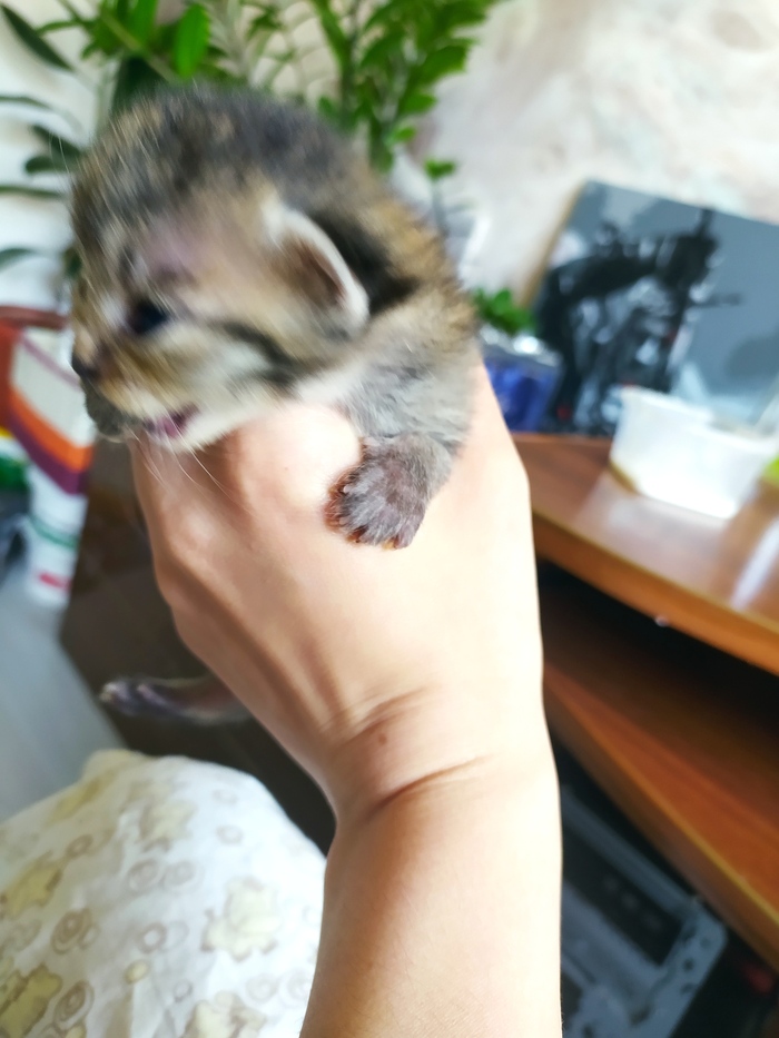 СРОЧНО! Котята ищут дом! Калужская область Волонтерство, Котята, Лига Добра, В добрые руки, Домашние животные, Длиннопост, Калужская область, Кот