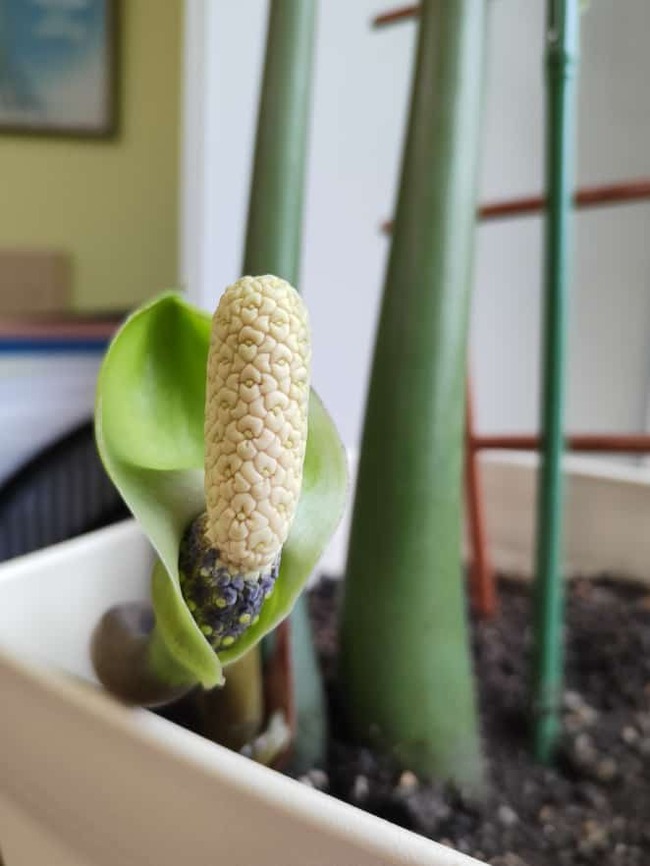 ������ �� ������ ��� �� ��������