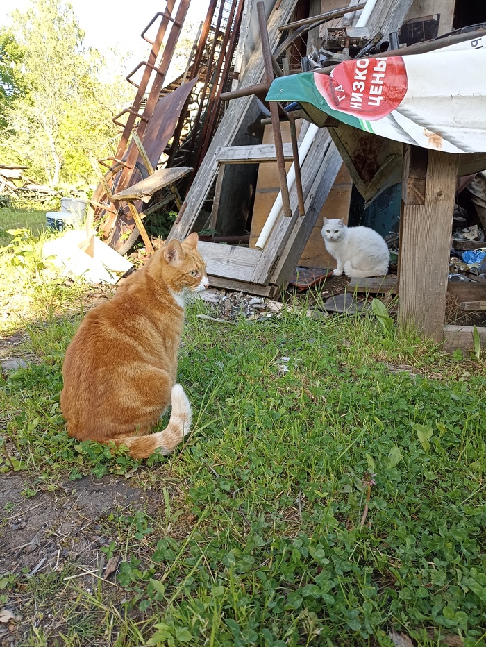 Медовые коты | Пикабу
