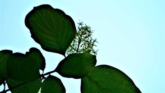 Стремление в высь