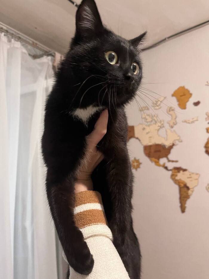 ������ ���, ������� � ������ ���� �. ���������