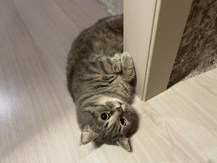 Серенький бочок | Пикабу