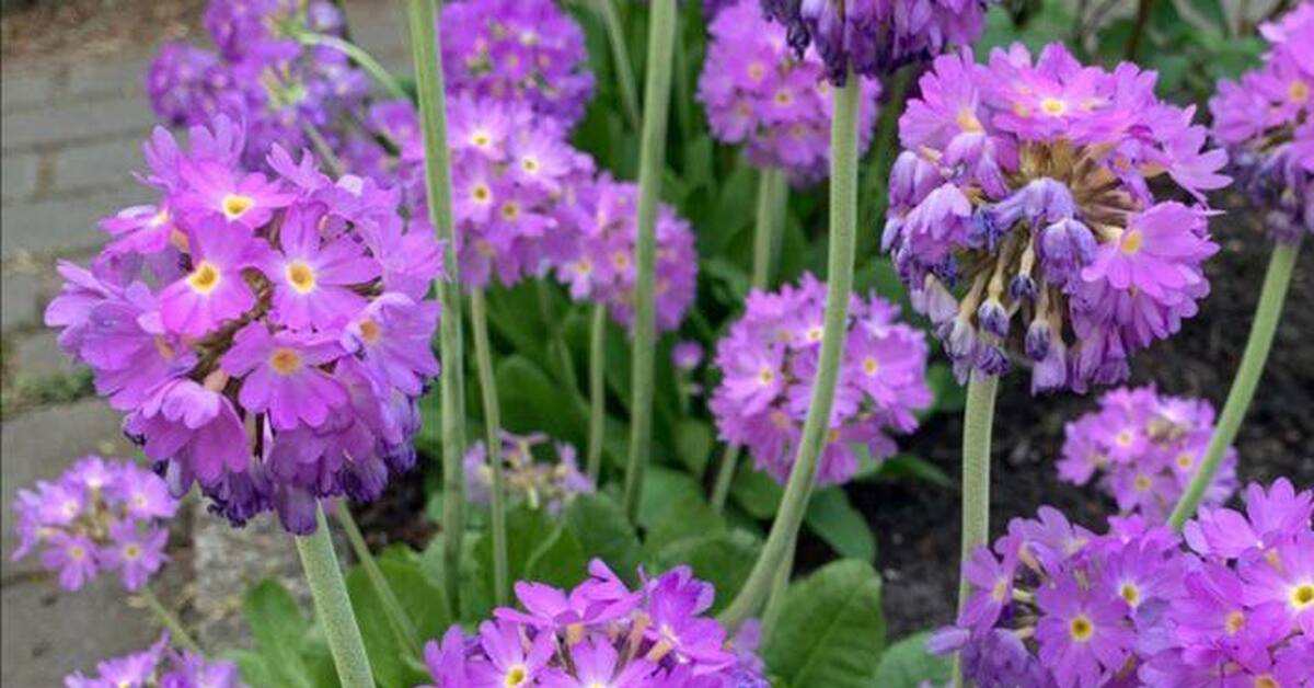 Первоцвет | Пикабу