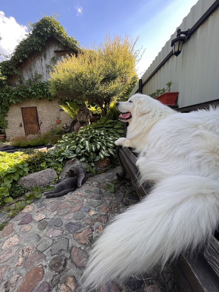 ��� ���� ������ � �������