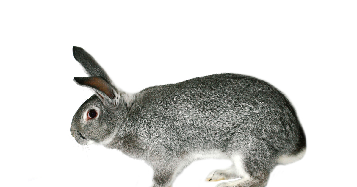 Советская шиншилла - классная порода кроликов | Пикабу