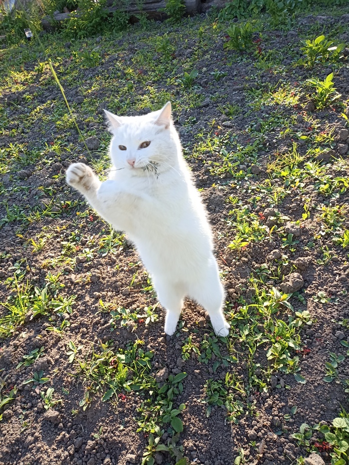 Медовые коты | Пикабу