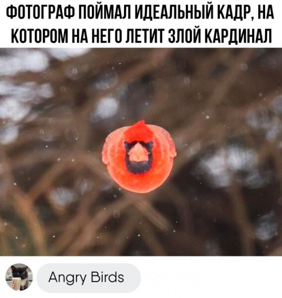    ,   , Angry Birds, , 
