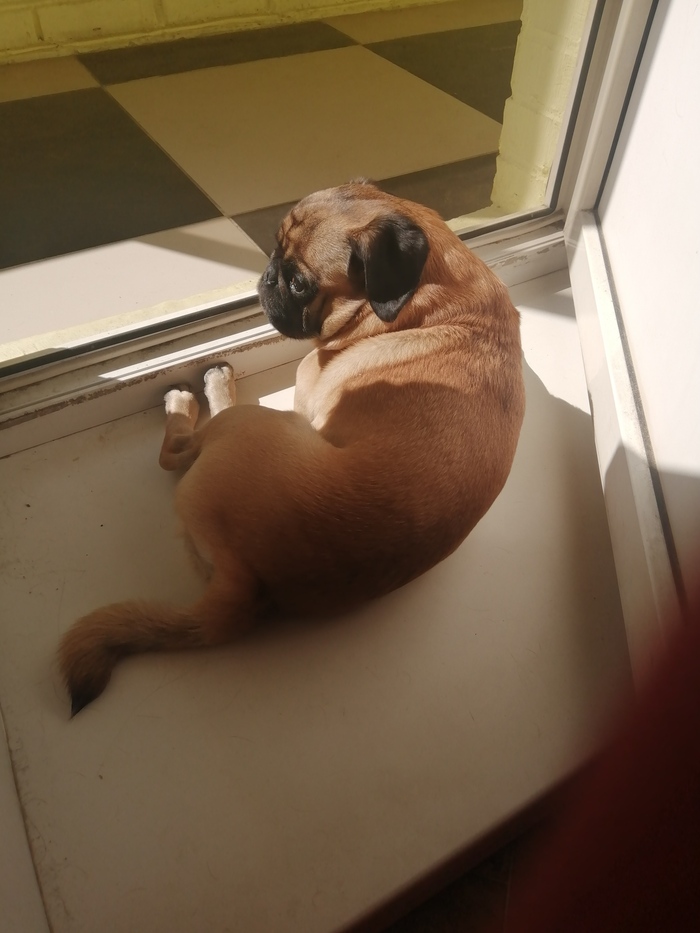 Сдобная булка на солнце