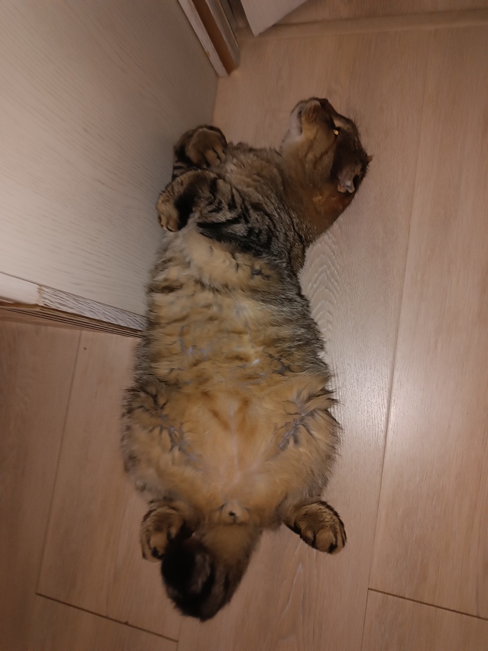 Второй котик