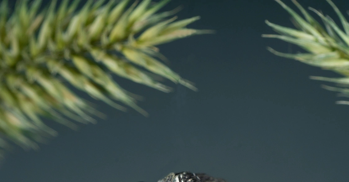 Кольцо "Ночная роса" | Пикабу