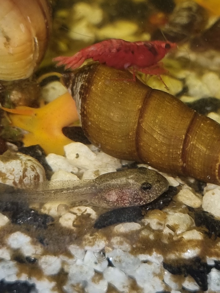 Аквариум стал слишком тесен для нас