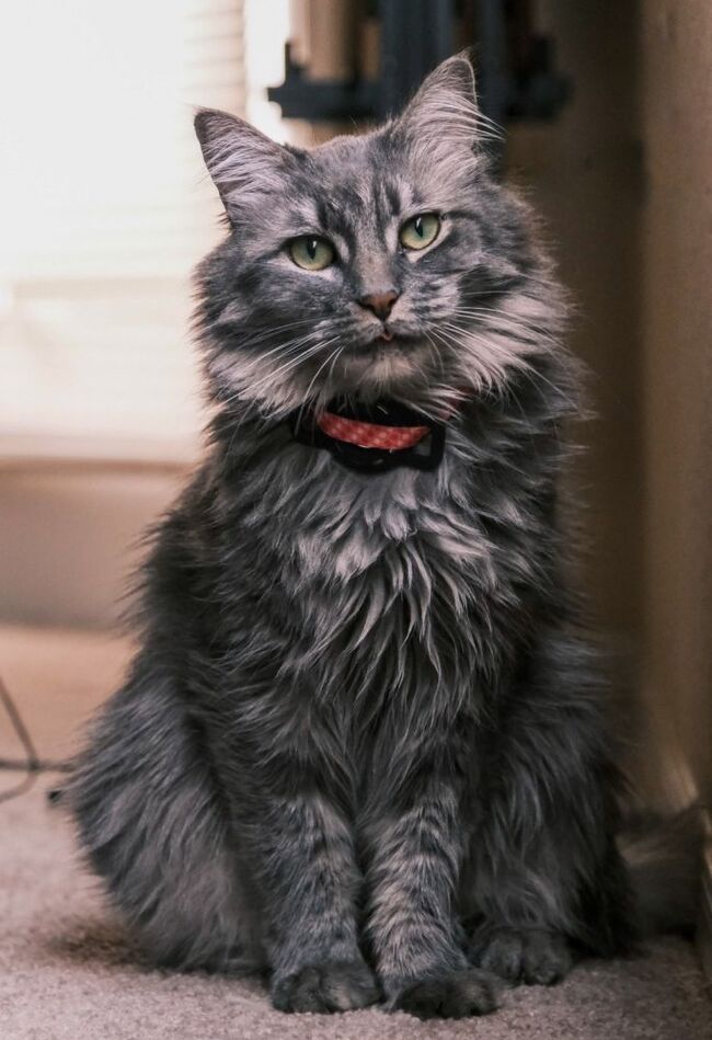 ������ ������������ �����