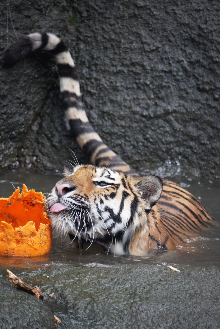 Я в бассейне, а ты нет :Р