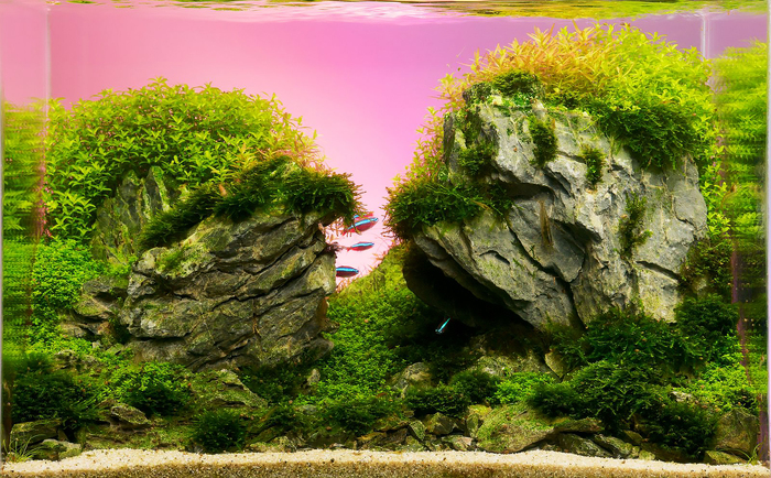 Борьба с водорослями в аквариуме - как уничтожить водоросли