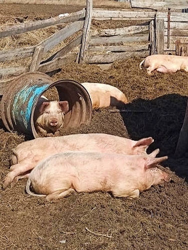 На чиле,на расслабоне.Или деревенские зарисовки
