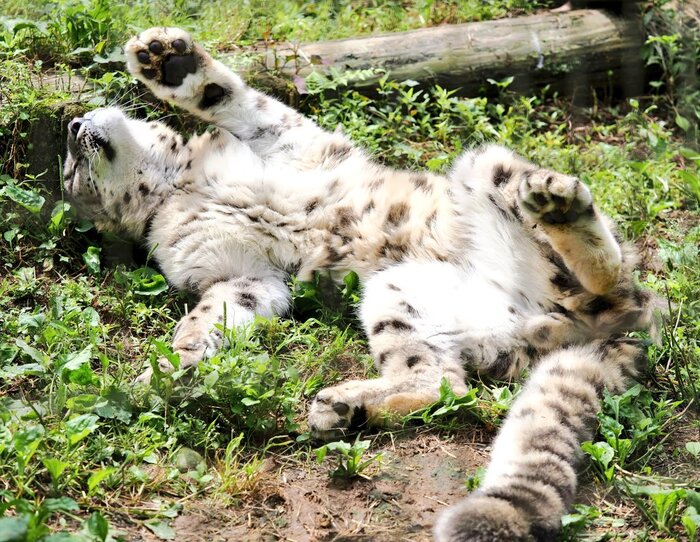 Даже снежный барс любит понежиться на солнышке :3