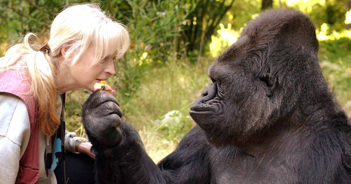 Животные обладают способностью к общению. Горилла Коко. Горилла и женщина.