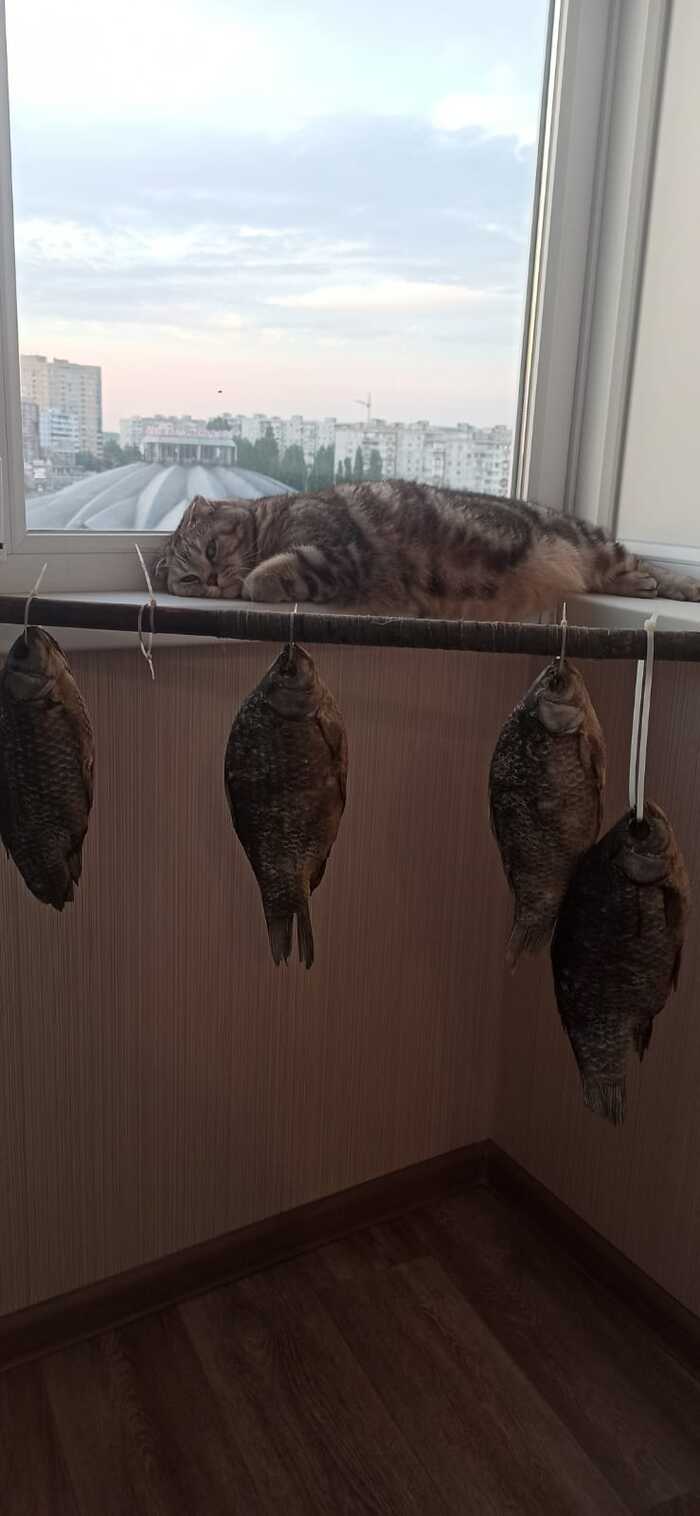 Рыбный вечер! Вы продаете рыбов?, Рыба, Кот, Длиннопост, Мобильная фотография