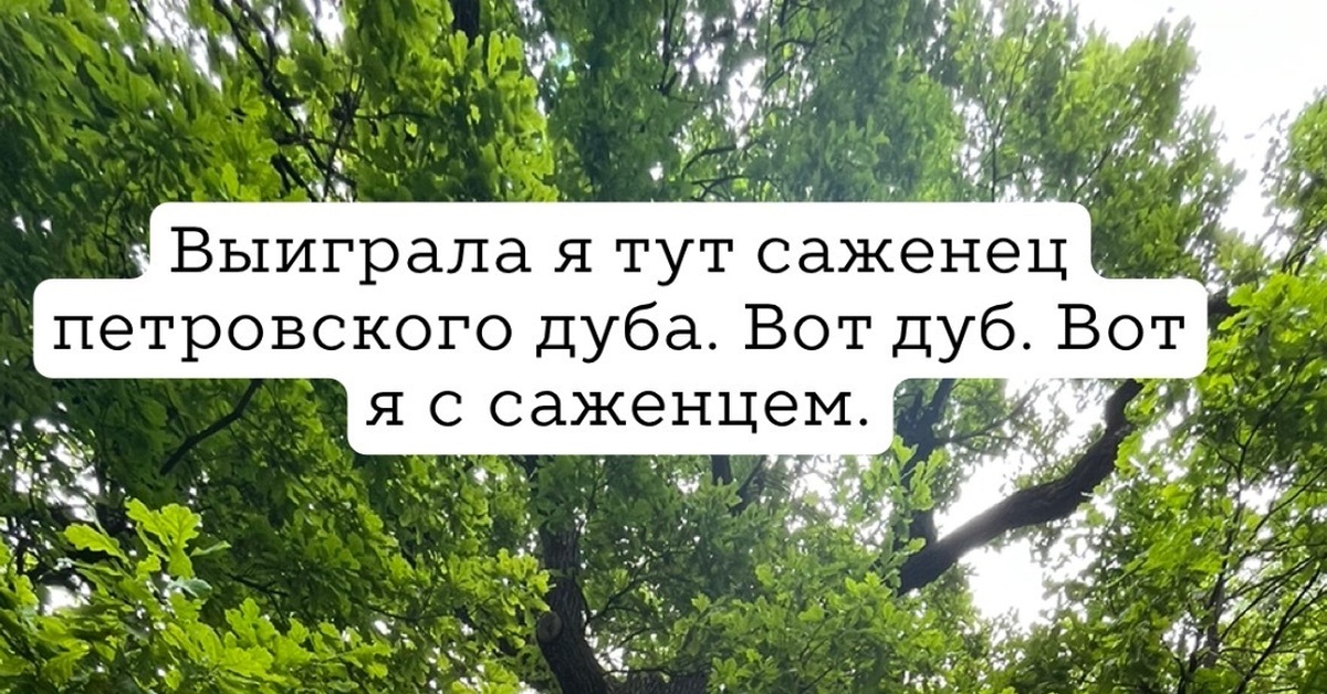 Саженец Петровского дуба | Пикабу