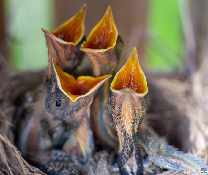 Кушать хочется