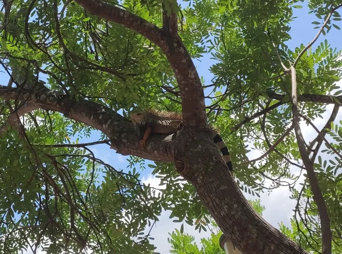 Год в Латинской Америке. Отчет. Грабежи, стрельба и агрессивные ламы Южная Америка, Латинская Америка, Перу, Аргентина, Колумбия, Парагвай, Кайман, Лама, Капибара, Игуана, Панама, Путешествия, Жизнь за границей, Длиннопост Год в Латинской Америке. Отчет. Грабежи, стрельба и агрессивные ламы Южная Америка, Латинская Америка, Перу, Аргентина, Колумбия, Парагвай, Кайман, Лама, Капибара, Игуана, Панама, Путешествия, Жизнь за границей, Длиннопост