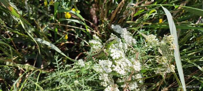 Найди кота ..(ящерку)