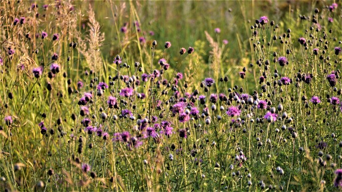 На лугу | Пикабу