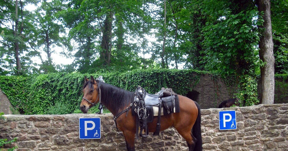 There horses near the chair. Лошадь на парковке. Стоянка для лошадей. Припаркованный конь. Парковка для лошадки.