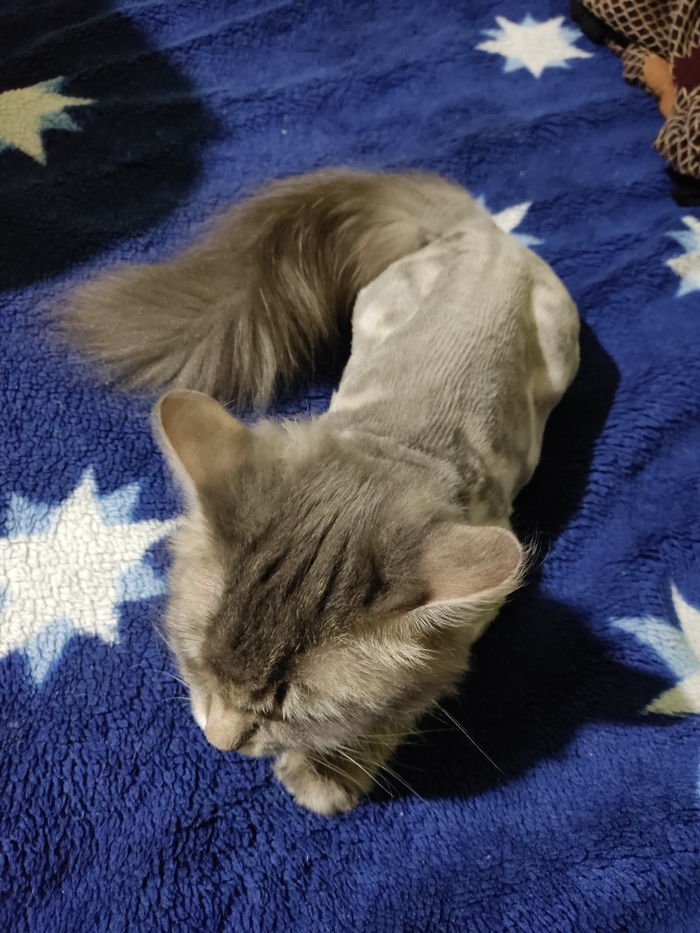 ���� ���