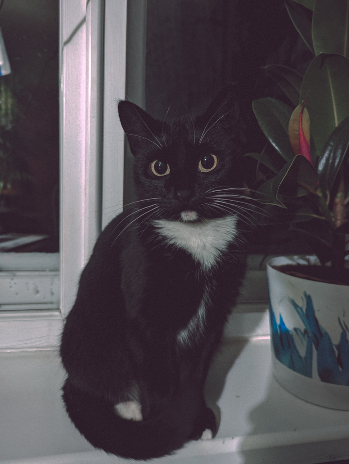 Маруся Кот, Мобильная фотография