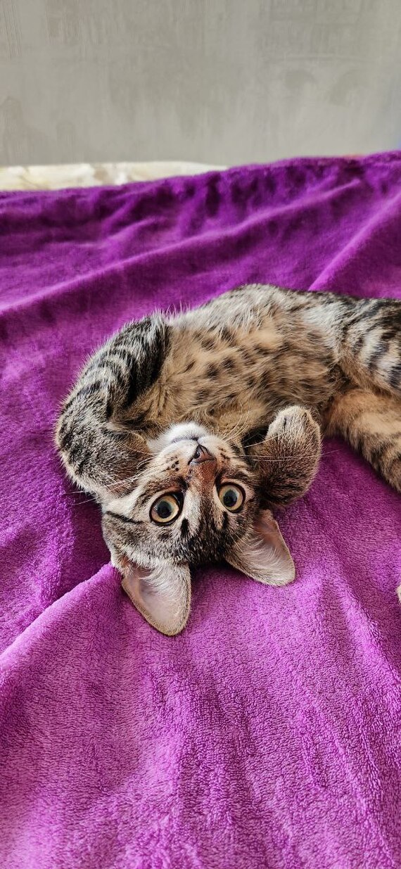 ����� �������� �����