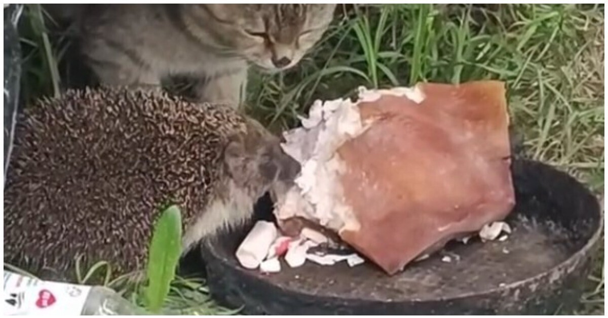 Ежик кошачий корм