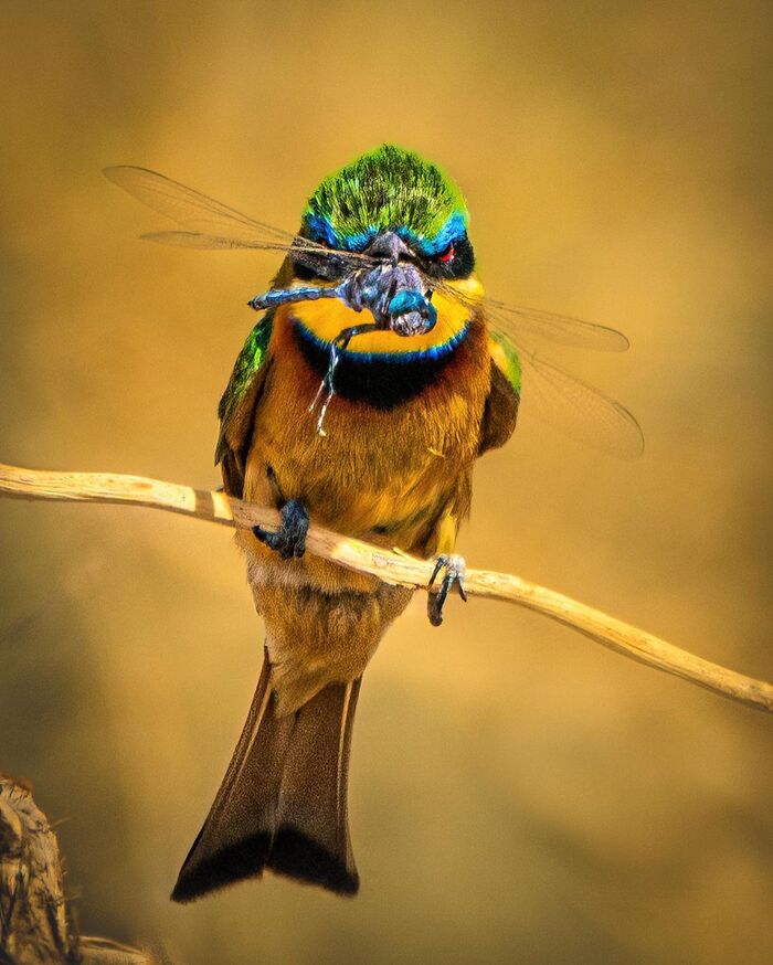 Карликовая щурка