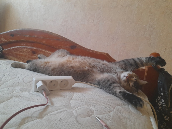 Тяжело быть котом | Пикабу