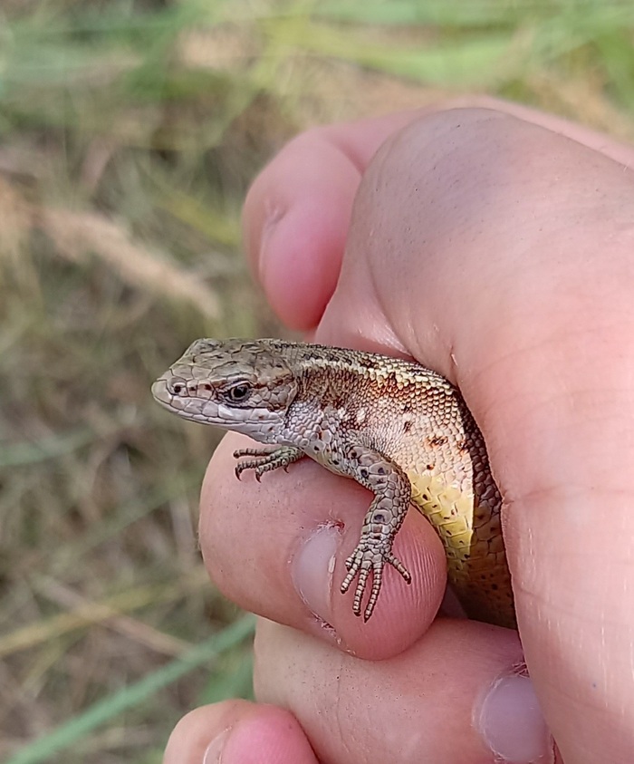   (. Zootoca vivipara)