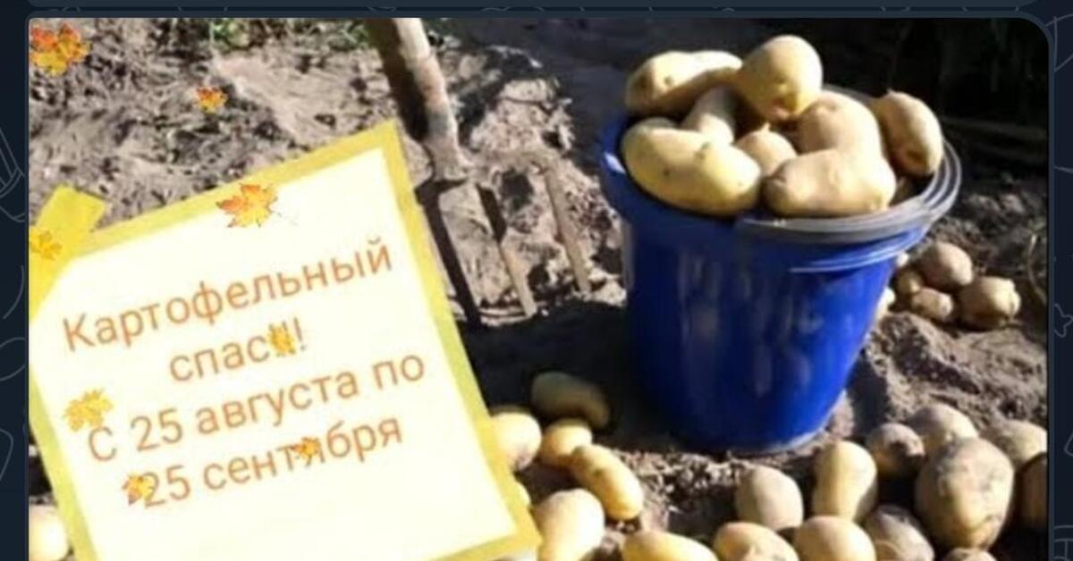Картофельный спас | Пикабу