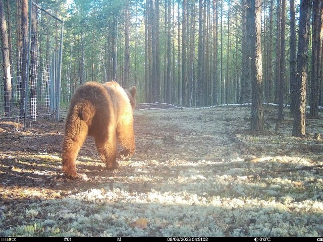 Животные керженского заповедника фото