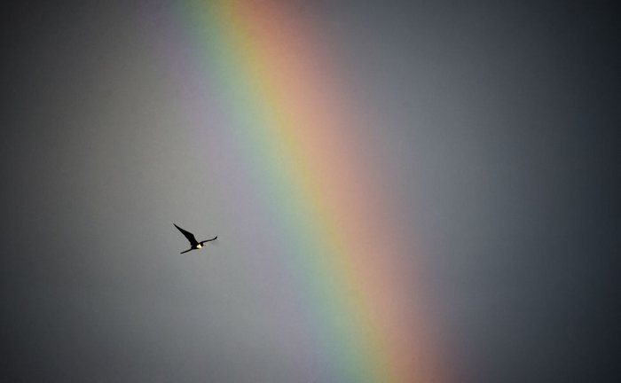 Rainbow