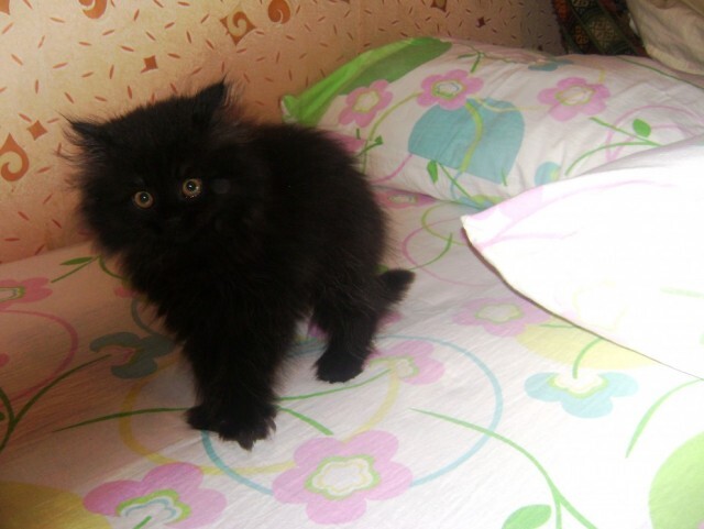 Кусочек чернухи