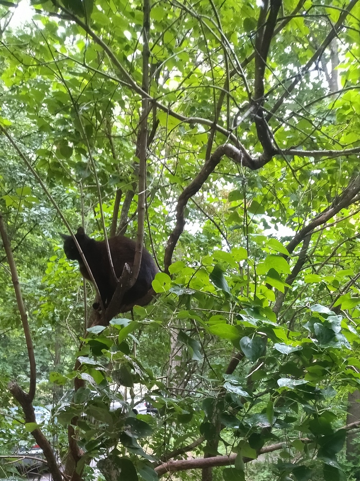 (грачи) коты прилетели