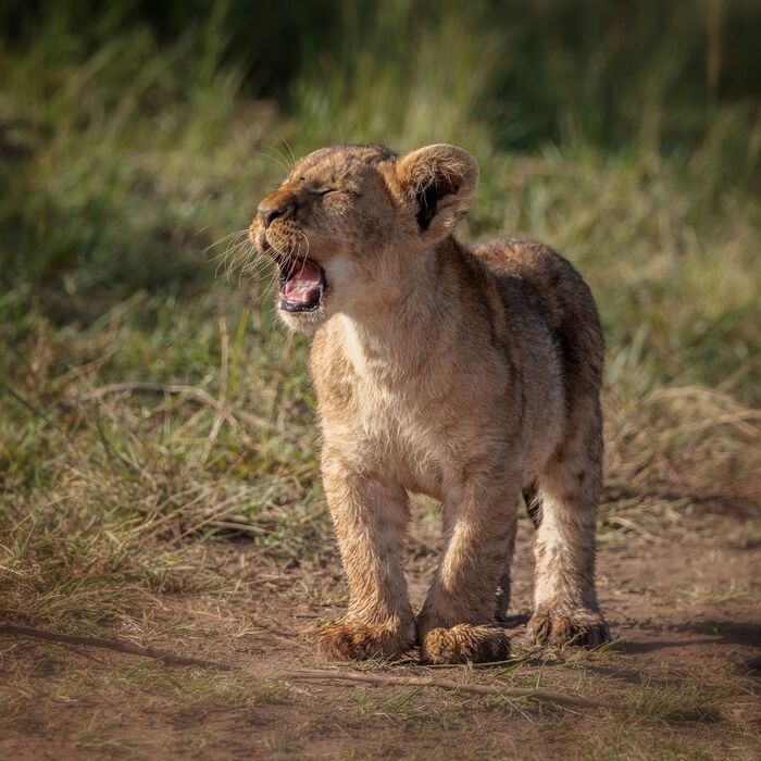 Ма-а-ма-а-а!!!