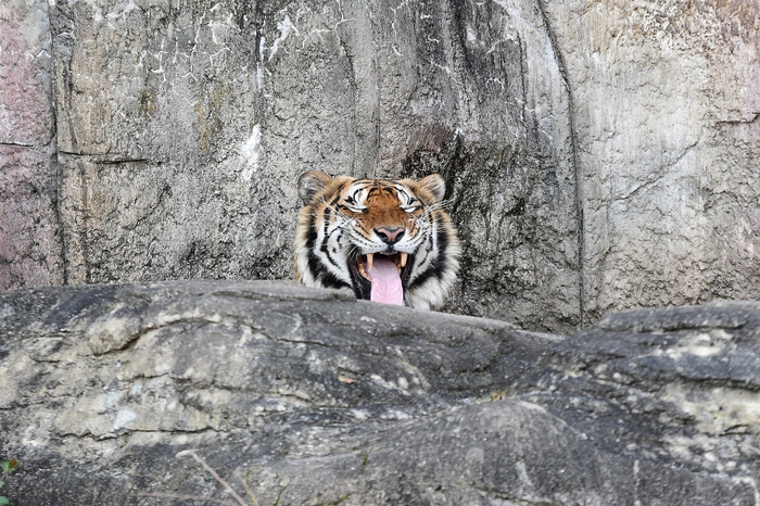 Лизнул качели на морозе)