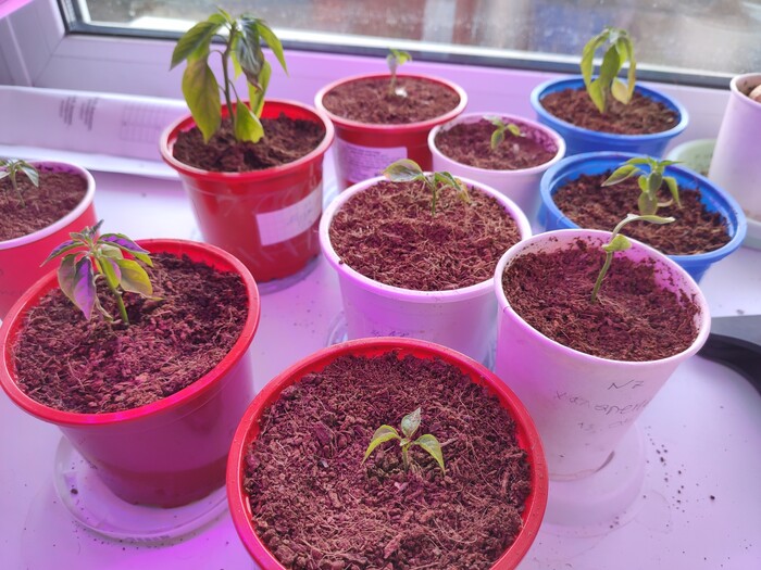 Вырвщивание перцев в кокосе