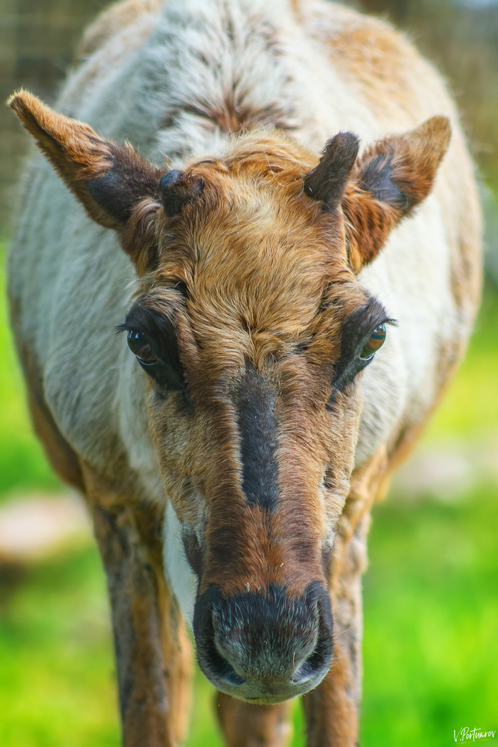 ����������� - ������� �����, �� 4 ������