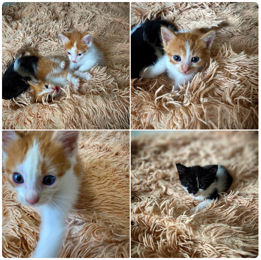 Весёлые красавчики котята в добрые руки