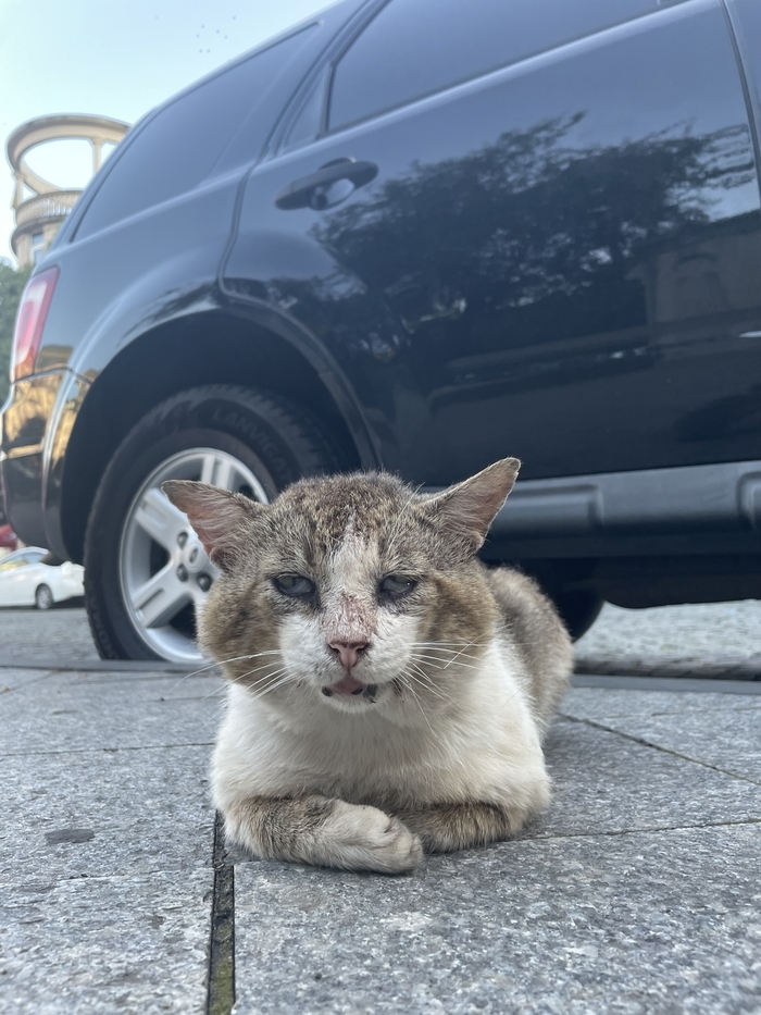 Помогите опознать местоположение кота