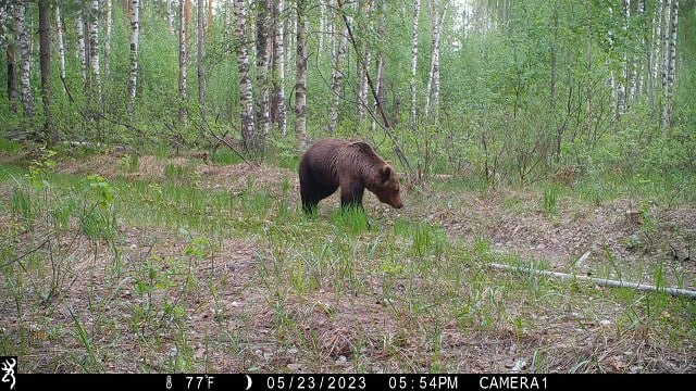 Животные керженского заповедника фото